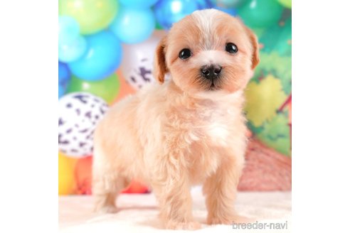 成約済の静岡県のマルプー:マルチーズ×トイプードル-312880の1枚目