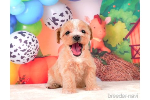 成約済の静岡県のマルプー:マルチーズ×トイプードル-312880の5枚目