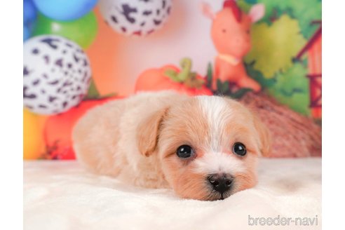 成約済の静岡県のマルプー:マルチーズ×トイプードル-312880の2枚目