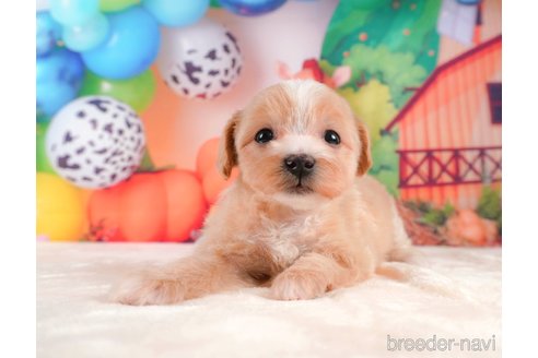 成約済の静岡県のマルプー:マルチーズ×トイプードル-312880の3枚目