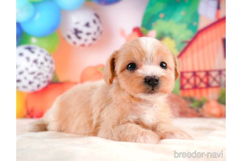 成約済の静岡県のマルプー:マルチーズ×トイプードル-312880の4枚目