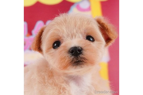 成約済の静岡県のマルプー:マルチーズ×トイプードル-312882の1枚目