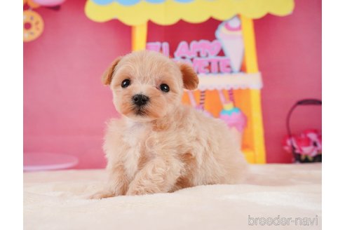 成約済の静岡県のマルプー:マルチーズ×トイプードル-312882の3枚目