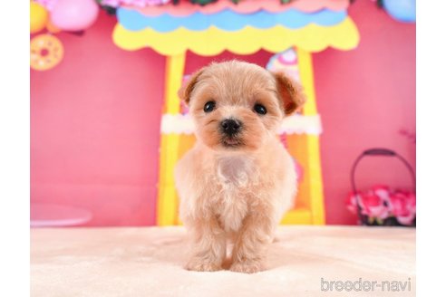 成約済の静岡県のマルプー:マルチーズ×トイプードル-312882の4枚目