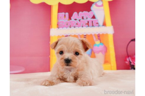 成約済の静岡県のマルプー:マルチーズ×トイプードル-312882の5枚目