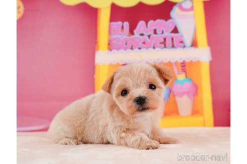 成約済の静岡県のマルプー:マルチーズ×トイプードル-312882の2枚目