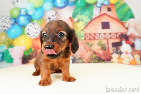 成約済の静岡県のミニチュアダックスフンド(ロングヘアード)-312885の4枚目