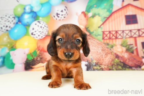 成約済の静岡県のミニチュアダックスフンド(ロングヘアード)-312885の5枚目