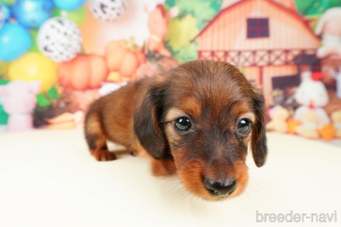 成約済の静岡県のミニチュアダックスフンド(ロングヘアード)-312885の6枚目