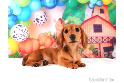 成約済の静岡県のミニチュアダックスフンド(ロングヘアード)-312890の2枚目