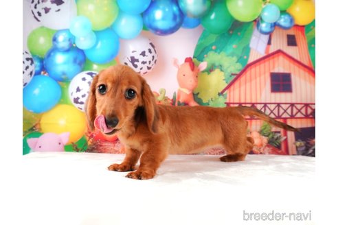 成約済の静岡県のミニチュアダックスフンド(ロングヘアード)-312890の3枚目