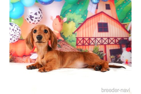 成約済の静岡県のミニチュアダックスフンド(ロングヘアード)-312890の4枚目