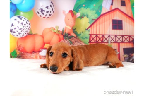 成約済の静岡県のミニチュアダックスフンド(ロングヘアード)-312890の5枚目