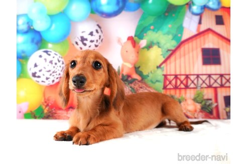 成約済の静岡県のミニチュアダックスフンド(ロングヘアード)-312890の1枚目