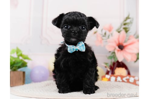 成約済の静岡県のチワプー:チワワ×トイプードル-312891の1枚目