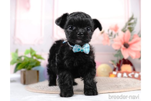 成約済の静岡県のチワプー:チワワ×トイプードル-312891の2枚目