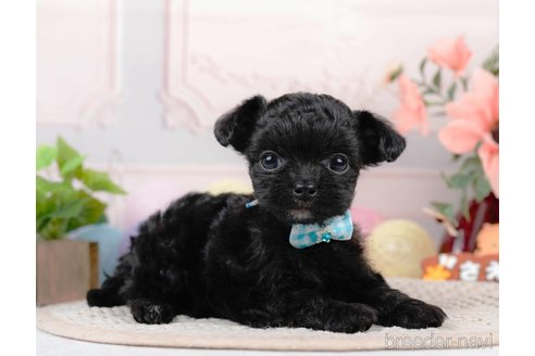 成約済の静岡県のチワプー:チワワ×トイプードル-312891の3枚目