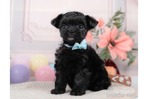 成約済の静岡県のチワプー:チワワ×トイプードル-312891の4枚目