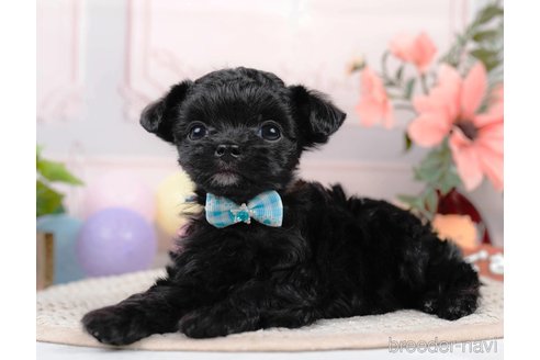 成約済の静岡県のチワプー:チワワ×トイプードル-312891の5枚目