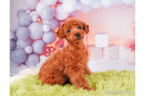 成約済の静岡県のトイプードル-312893の7枚目