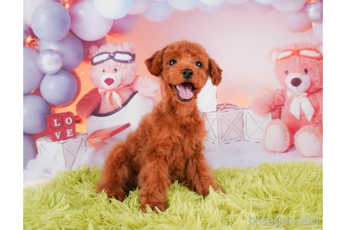 成約済の静岡県のトイプードル-312893の5枚目