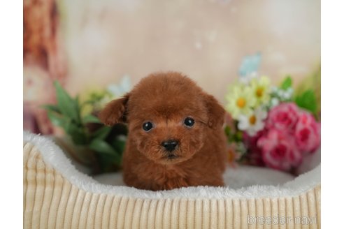 成約済の静岡県のトイプードル-312893の6枚目