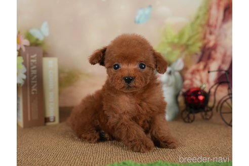 成約済の静岡県のトイプードル-312893の4枚目