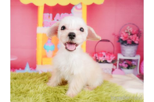 成約済の静岡県のマルプー:マルチーズ×トイプードル-312898の1枚目