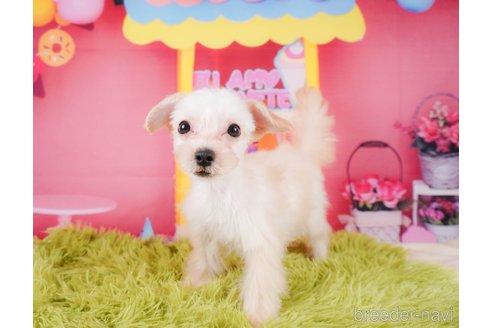 成約済の静岡県のマルプー:マルチーズ×トイプードル-312898の5枚目