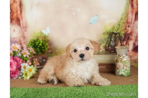 成約済の静岡県のマルプー:マルチーズ×トイプードル-312898の4枚目