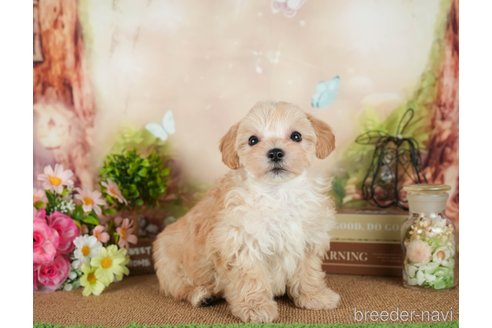 成約済の静岡県のマルプー:マルチーズ×トイプードル-312898の2枚目