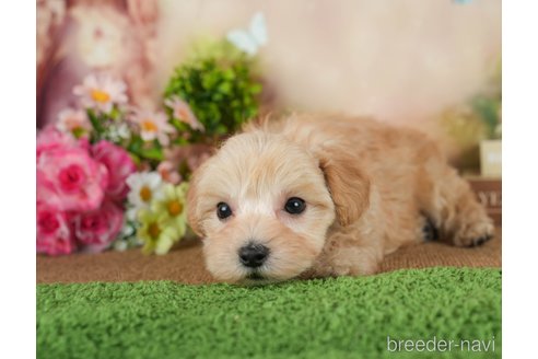 成約済の静岡県のマルプー:マルチーズ×トイプードル-312898の3枚目