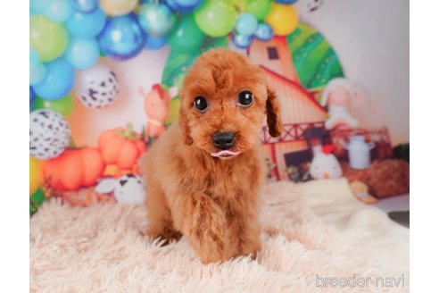 成約済の静岡県のトイプードル-312902の3枚目