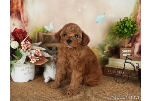 成約済の静岡県のトイプードル-312902の4枚目