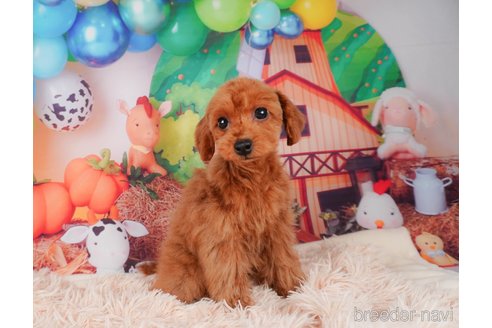 成約済の静岡県のトイプードル-312902の5枚目