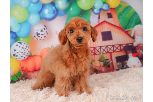 成約済の静岡県のトイプードル-312902の6枚目