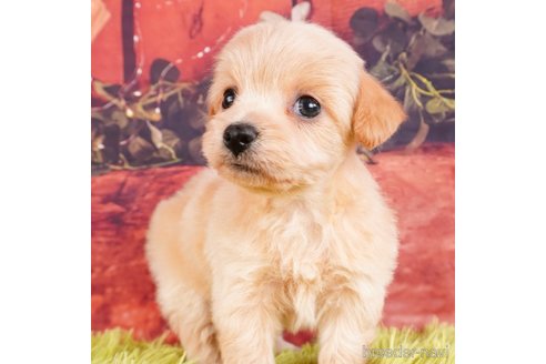 成約済の静岡県のチワプー:チワワ×トイプードル-312911の4枚目