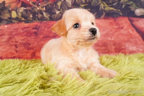 成約済の静岡県のチワプー:チワワ×トイプードル-312911の5枚目