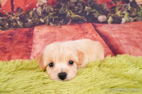 成約済の静岡県のチワプー:チワワ×トイプードル-312911の1枚目