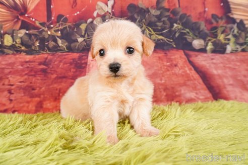 成約済の静岡県のチワプー:チワワ×トイプードル-312911の3枚目