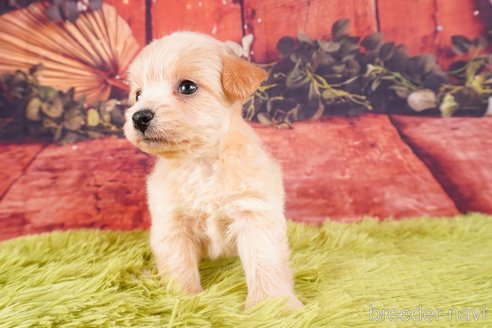 成約済の静岡県のチワプー:チワワ×トイプードル-312911の2枚目