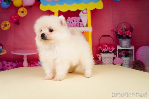 成約済の静岡県のポメラニアン-312913の4枚目