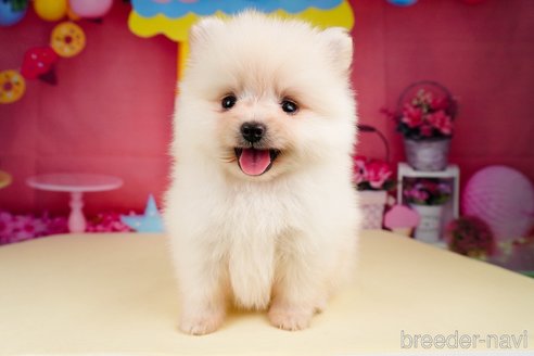 成約済の静岡県のポメラニアン-312913の5枚目