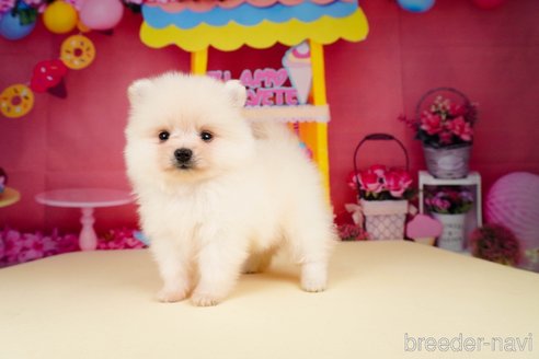 成約済の静岡県のポメラニアン-312913の2枚目