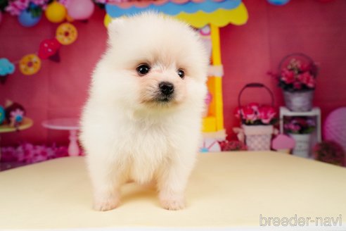 成約済の静岡県のポメラニアン-312913の3枚目