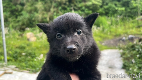 成約済の千葉県のスキッパーキ-312914の1枚目