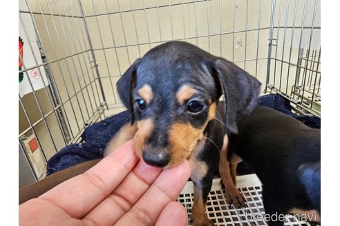 成約済の愛知県のミニチュアピンシャー(ミニピン)-312919の2枚目