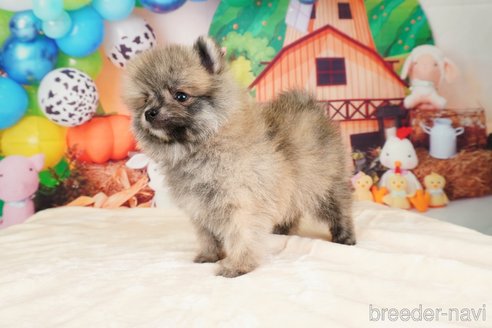 成約済の静岡県のポメラニアン-312918の5枚目