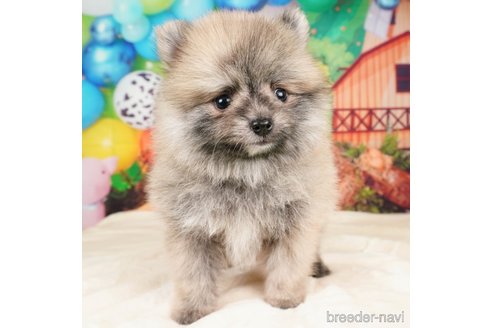 成約済の静岡県のポメラニアン-312918の1枚目