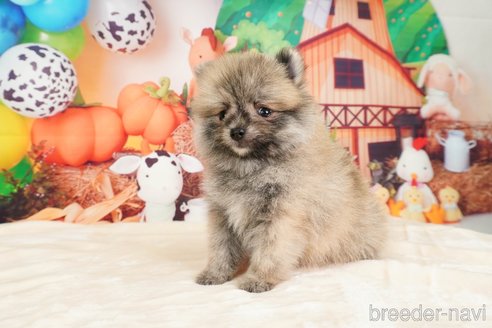 成約済の静岡県のポメラニアン-312918の2枚目